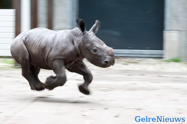 foto: Theo Kruse / Koninklijke Burgers' Zoo