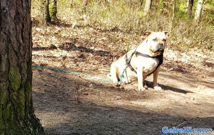 ‘Zwangere hond vastgebonden en achtergelaten’: Politie ontkracht bericht