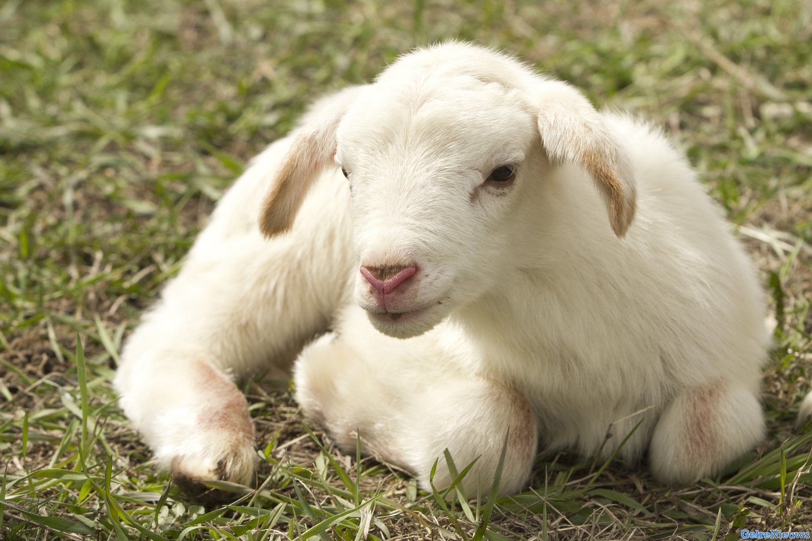 Schapen illegaal geslacht op boerderij: mensen mochten schapen zelf doden