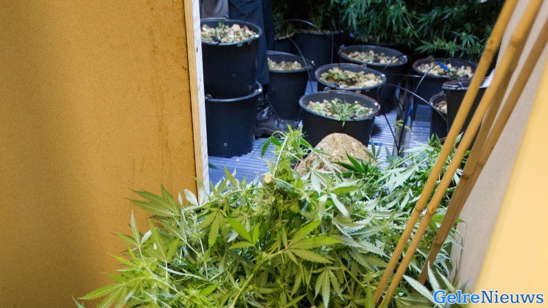 Hennepkwekerijen en growshop opgerold in Nijmegen, Druten en Wijchen