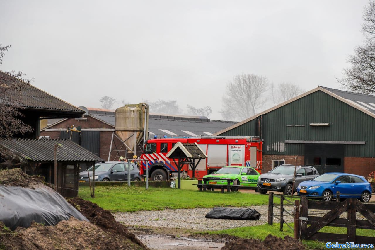 Varkens omgekomen bij stalbrand in Klarenbeek: koeien ontsnapt