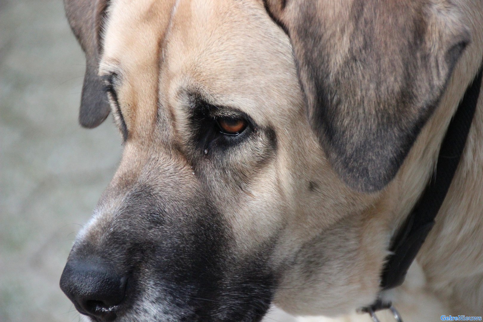 Agressieve hond neergeschoten door politie en overleden