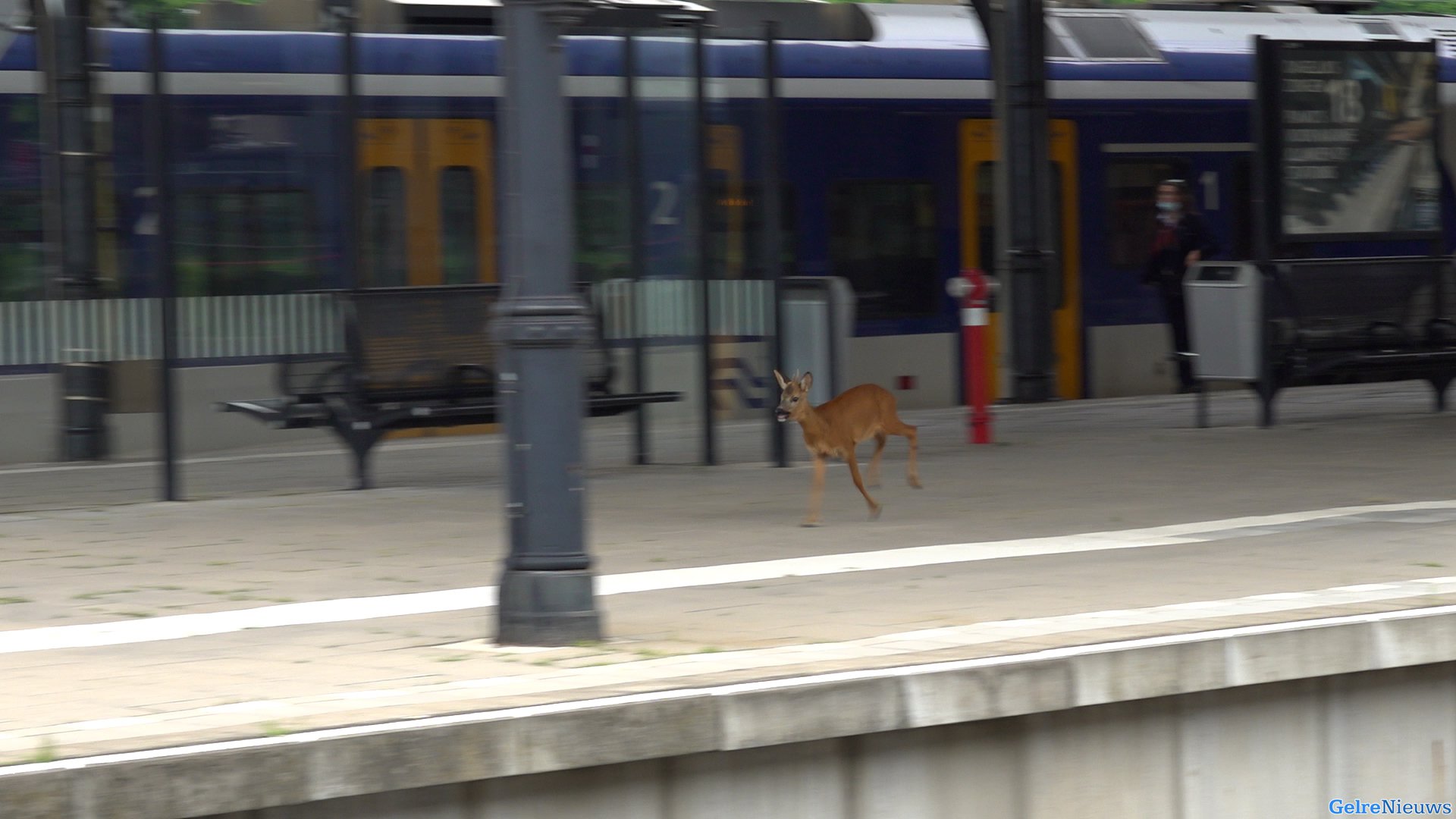 VIDEO: Bijzonder moment in Nijmegen: ree loopt over het perron van het station