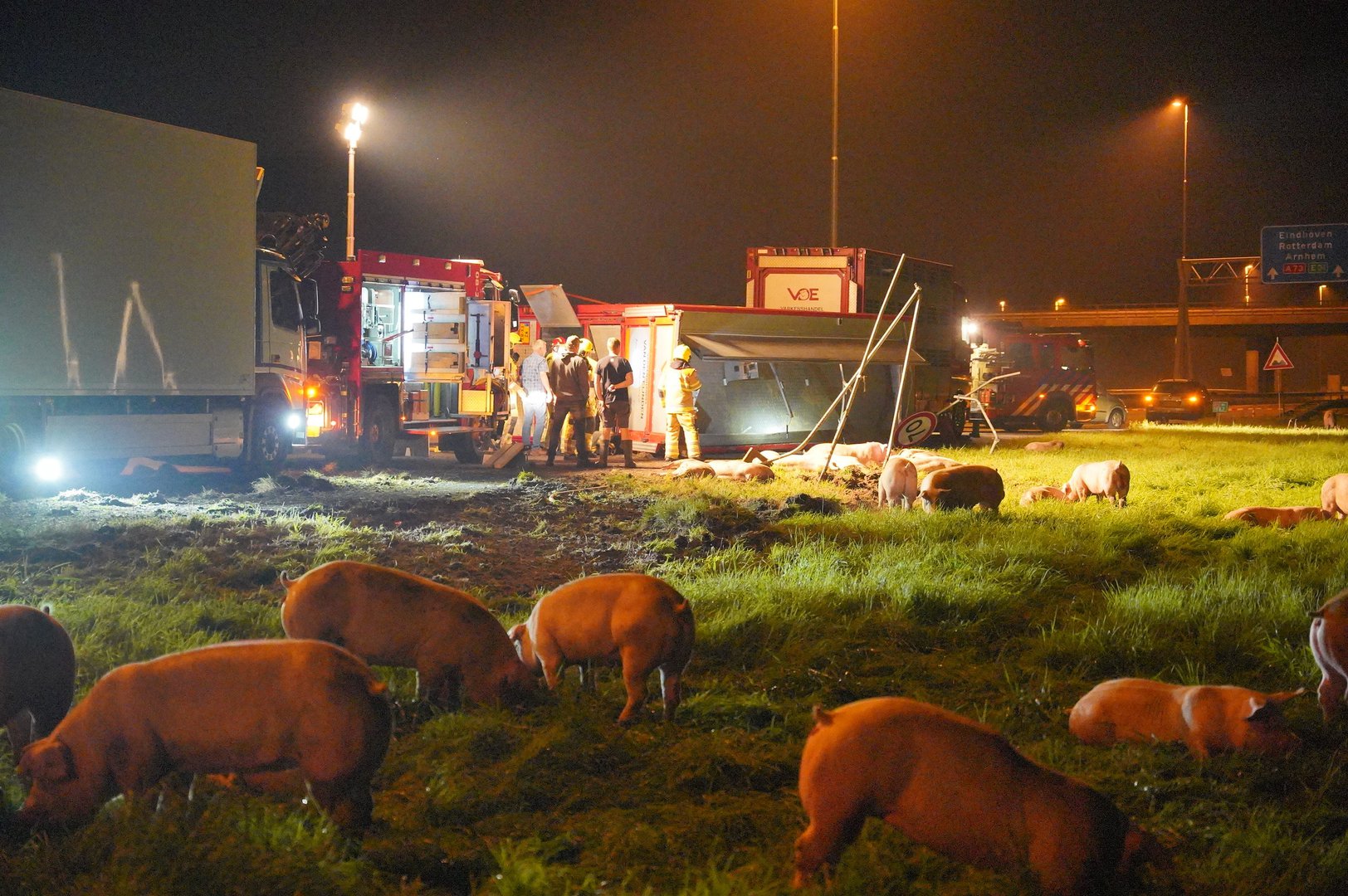 Varkens gewond en overleden bij ongeval A73 Nijmegen