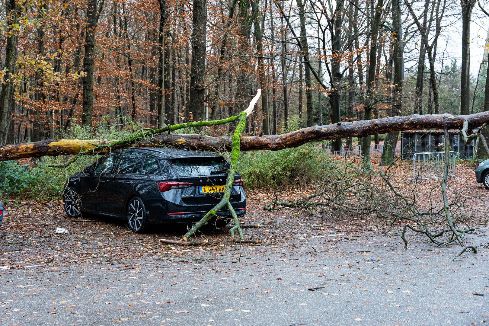 Grote boom valt op splinternieuwe auto in Nijmegen