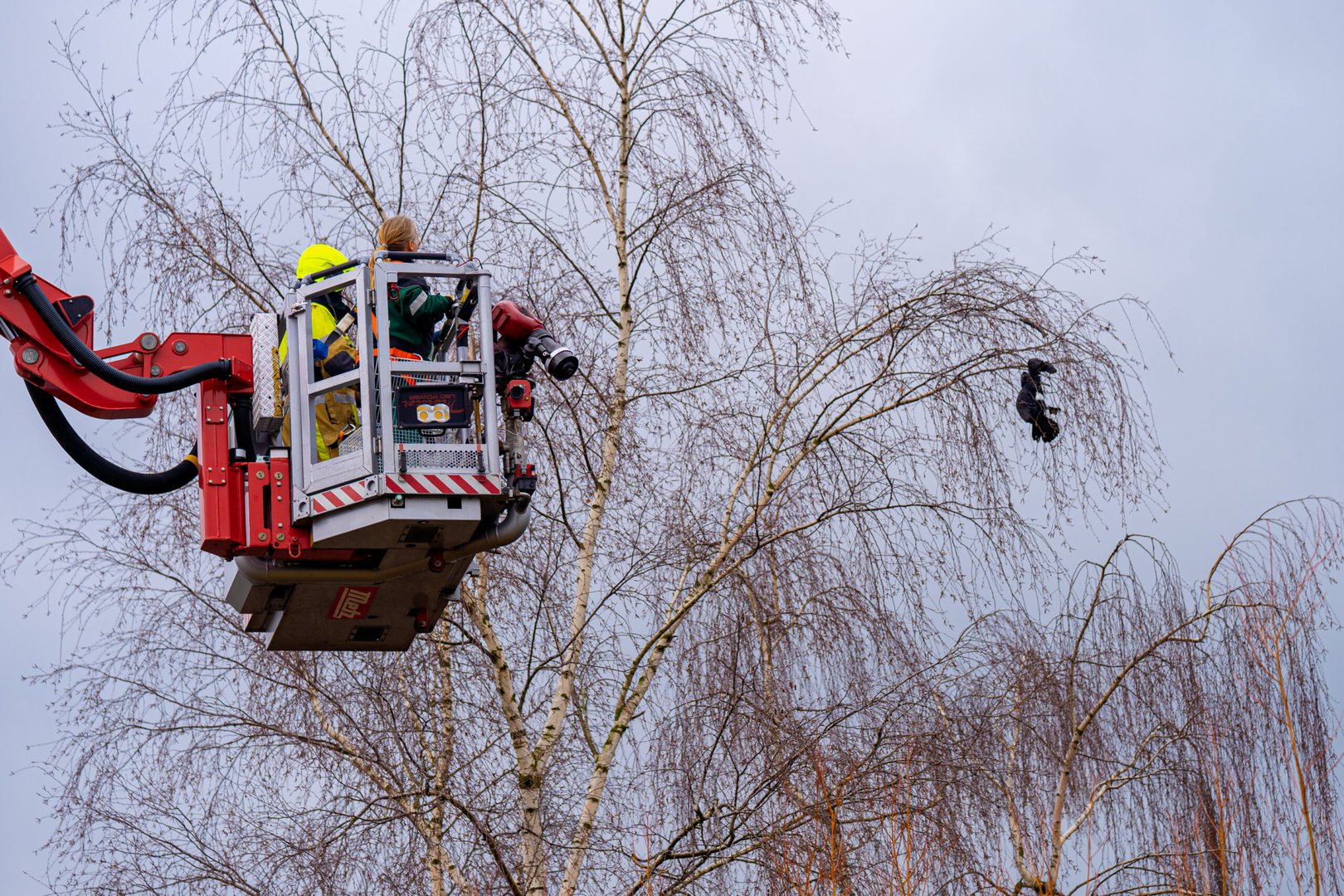 Brandweer bevrijdt vastzittende aalscholver uit boom