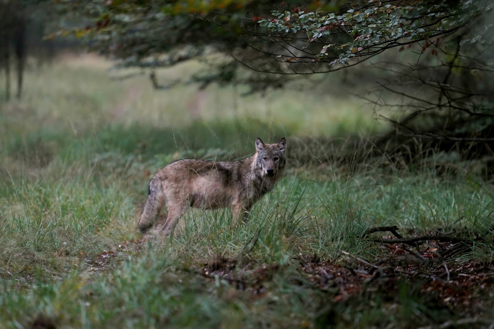 Wolf afschrikken met paintballgeweer blijft verboden