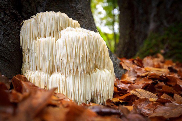 Lion’s Mane zoeken op de Veluwe