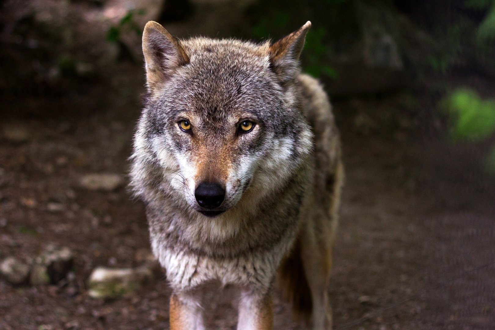 Wolvenaanval op de Veluwe: hond gebeten in losloopgebied