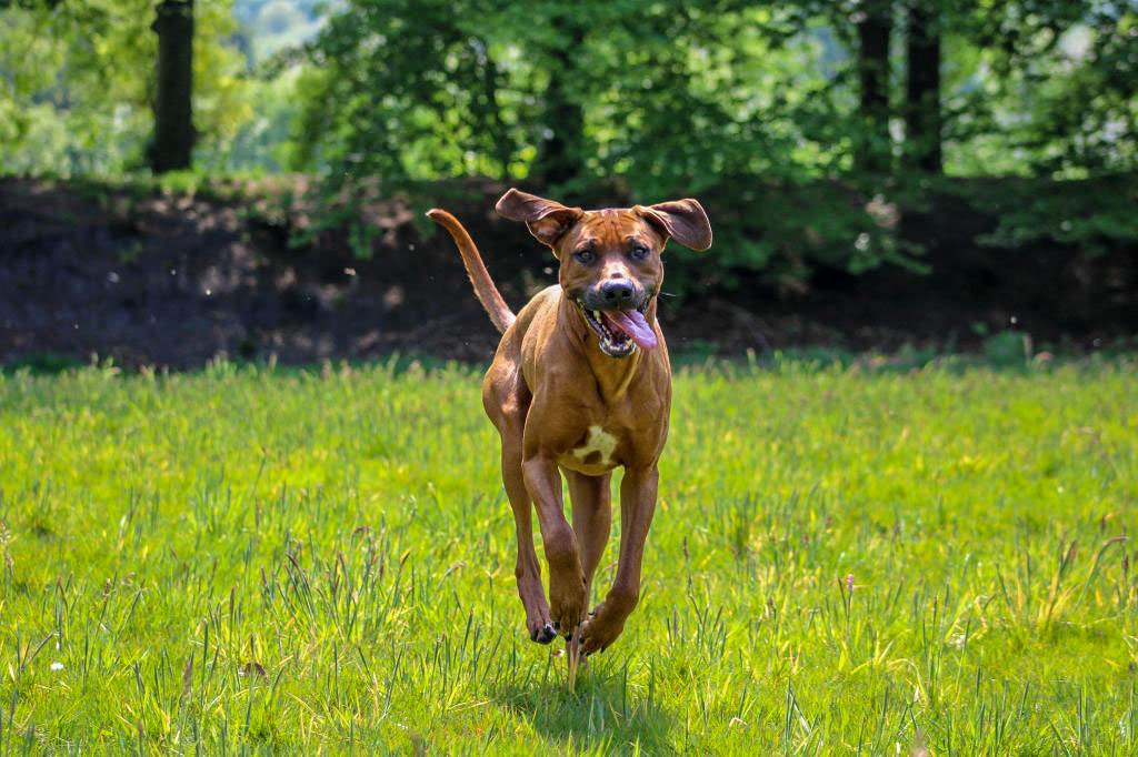 Drie honden vergiftigd na eten in gras, een hond overleden