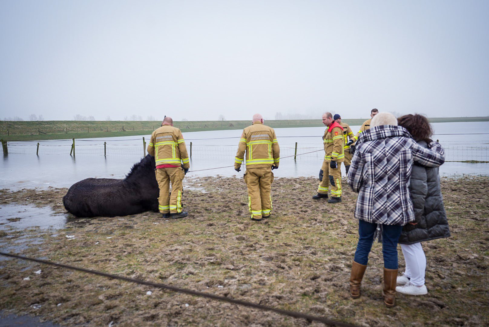 Paard gered van het ijs door de brandweer