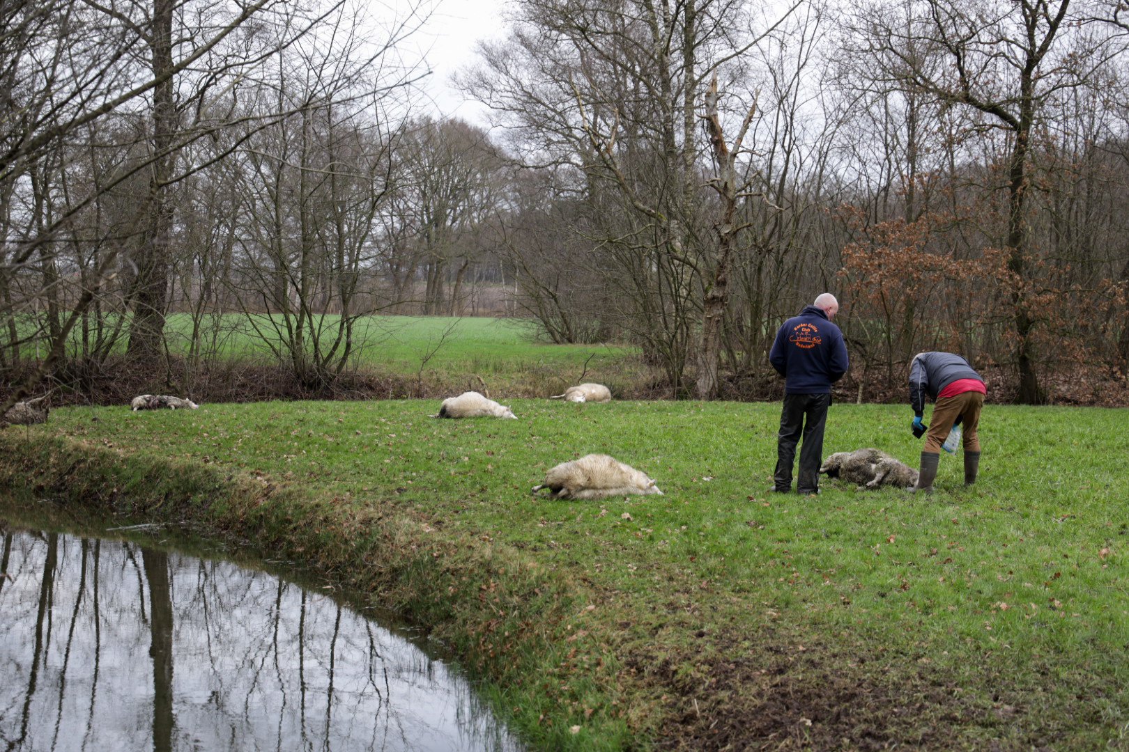 Wolf bijt 22 schapen dood, 4 schapen gewond