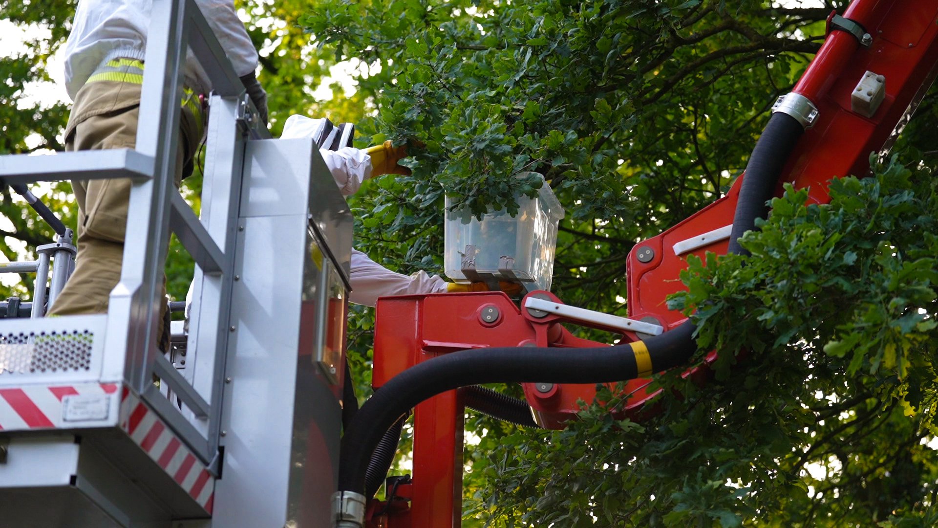 Brandweer verwijdert groot wespennest uit boom boven woning