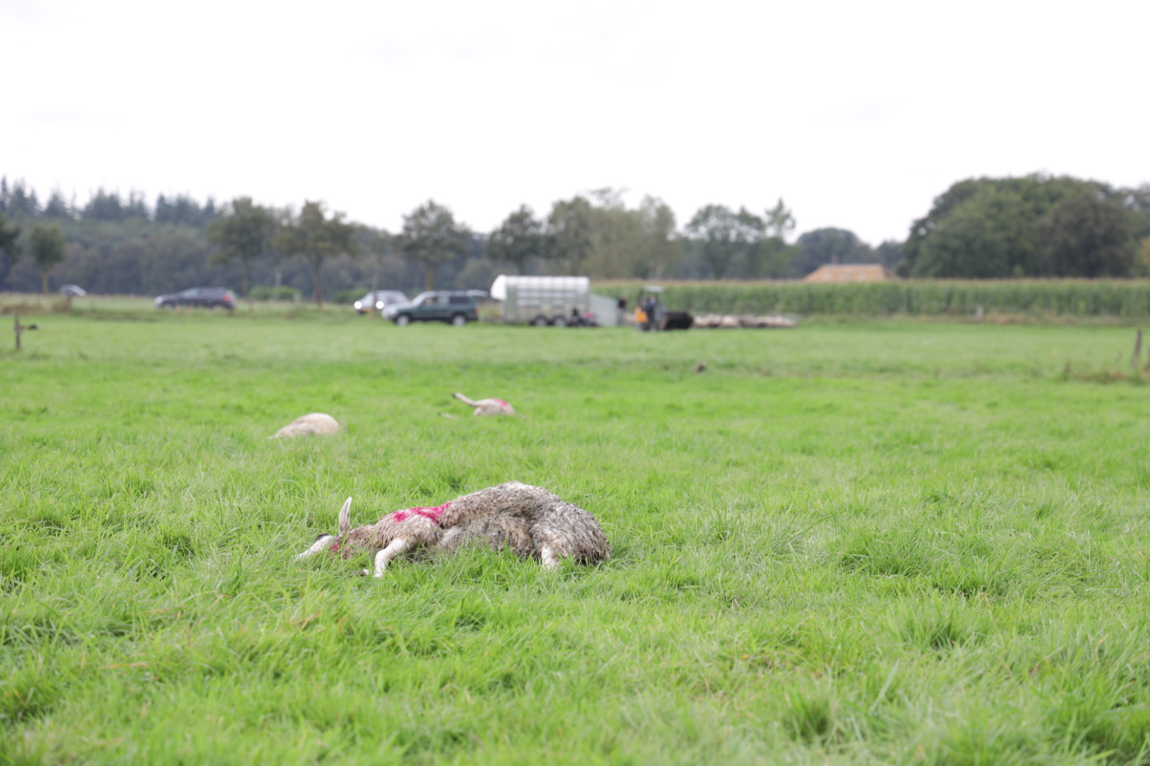 Wolf richt slachting aan in weiland, tientallen schapen dood