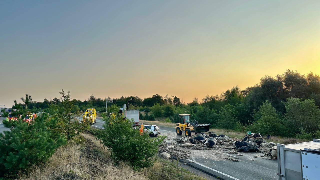 Snelweg bezaaid met dode dieren, veel vertraging in ochtendspits