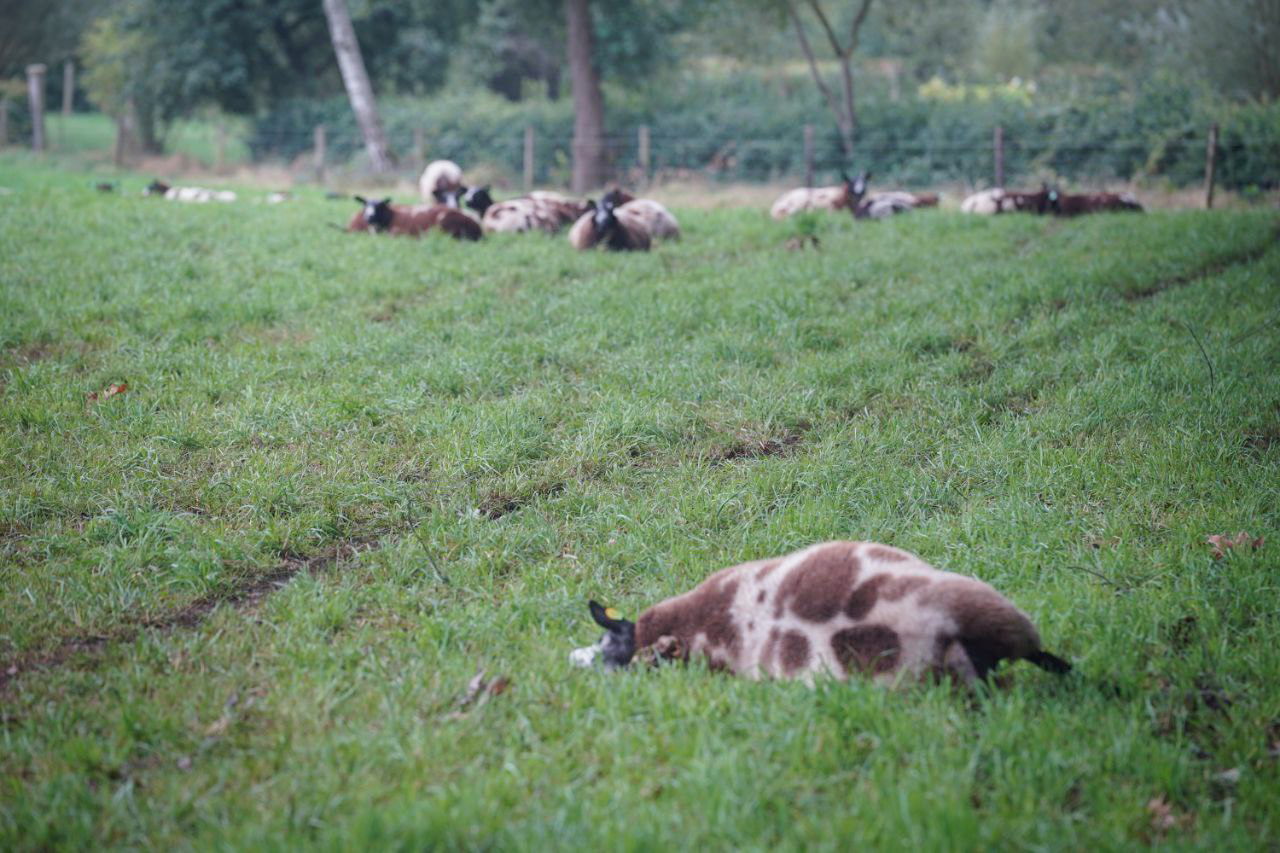 Opnieuw schapen gedood door aanval van wolf