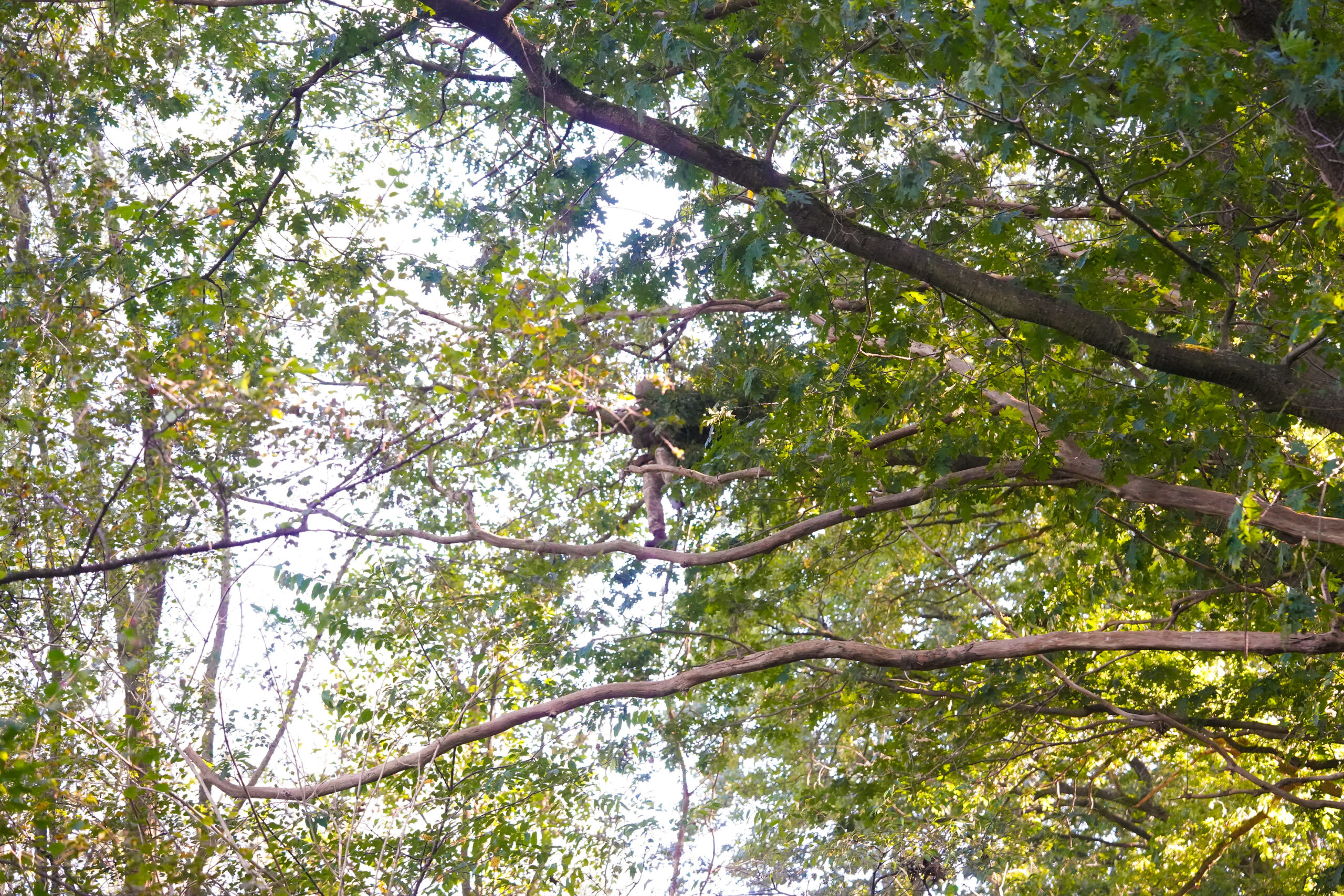 Parachutist vast in boom, hulpdiensten komen in actie