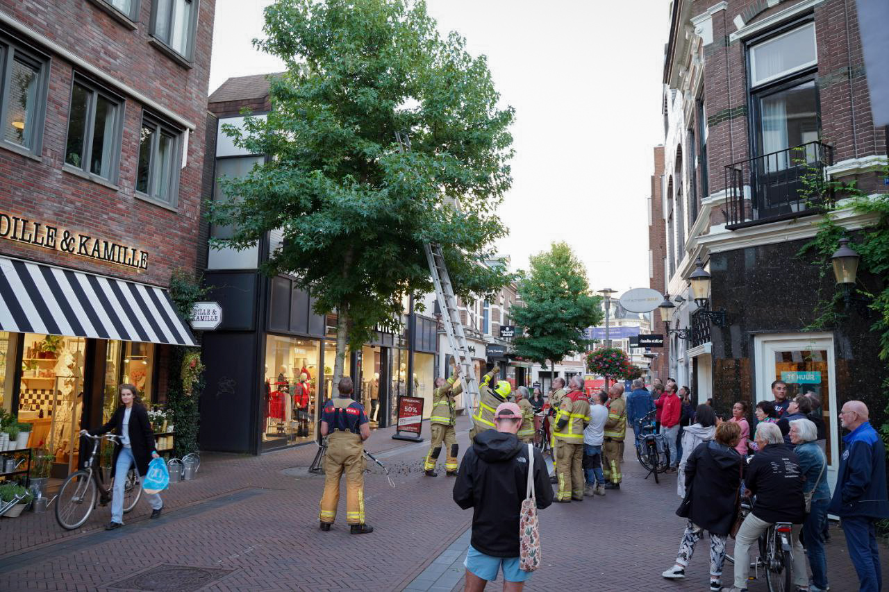 Brandweer redt kat in de boom