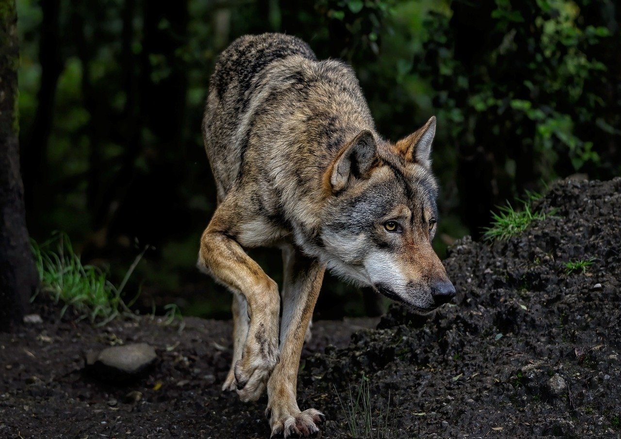 Wolf takelt hondje toe: ‘Hij greep hem, nam hem in z’n bek, Bruno schreeuwde het uit’