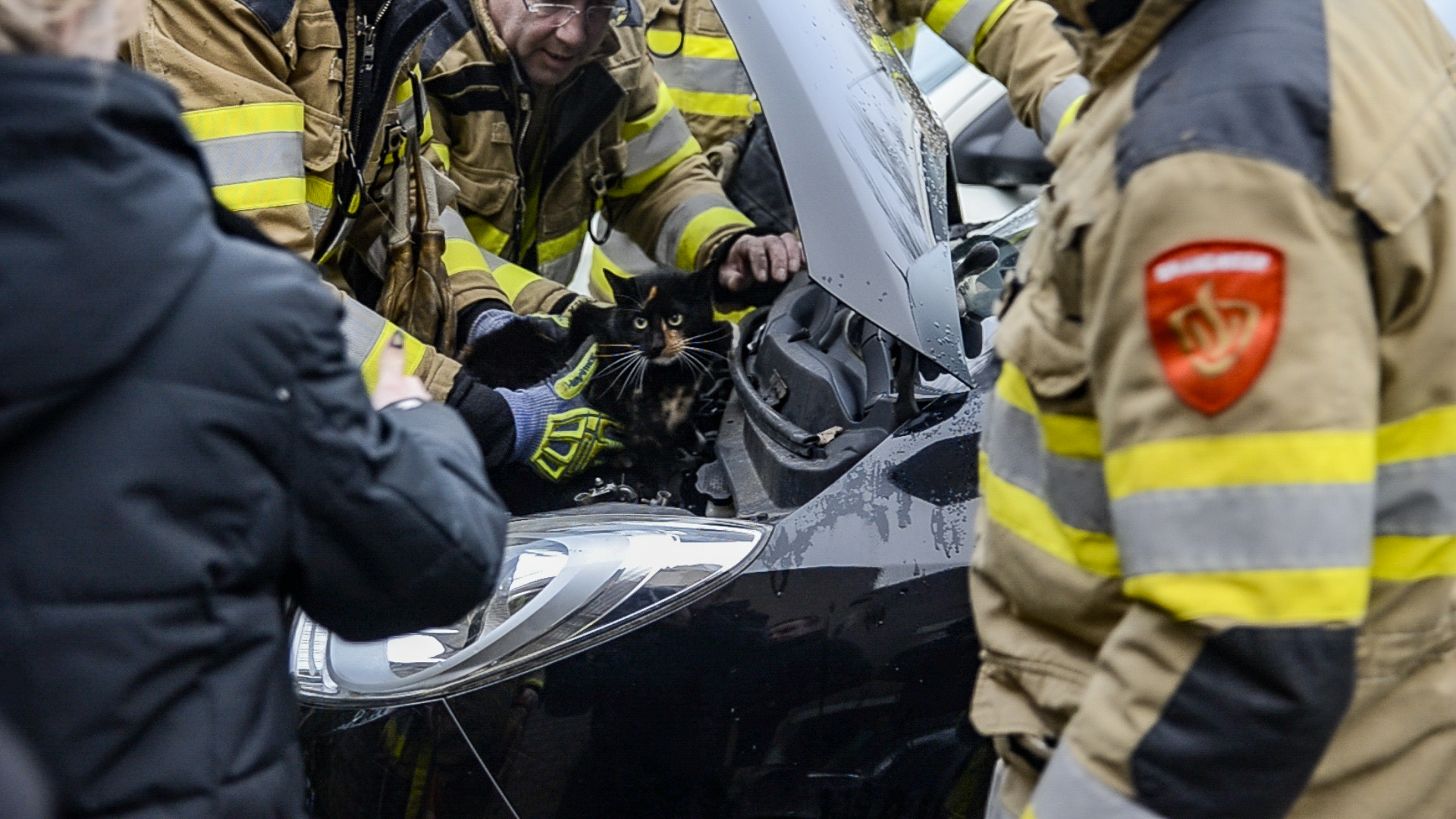 Brandweer redt kat die vast zit onder motorkap van auto