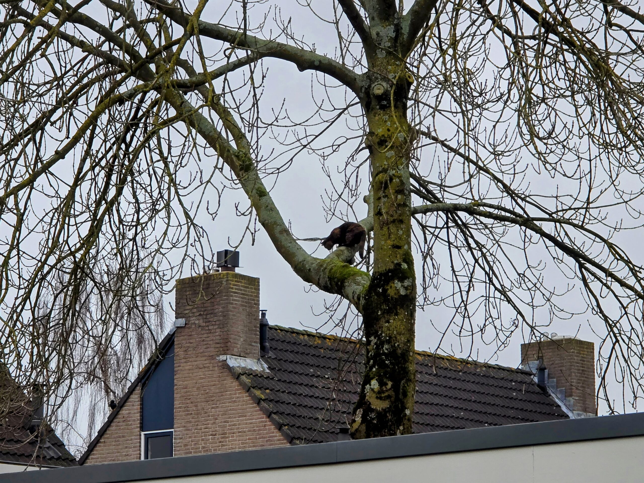 Brandweer probeert kat uit boom te halen, maar dan…